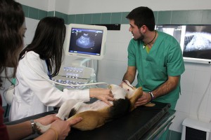 06 de agosto - día del veterinario argentino - blog uchceu es